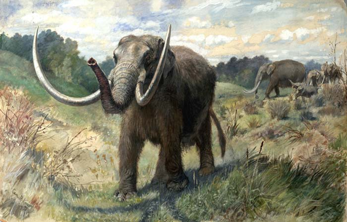 Fossil Hunt Mammoth pic